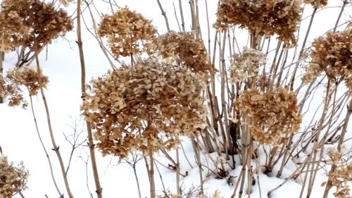 Low angle view of flower trees on snow field against sky