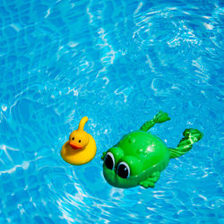 High angle view of toy animals floating in swimming pool