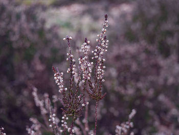 Close-up of purple flowering plant