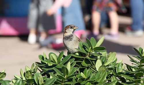 Close-up of bird perching on plant