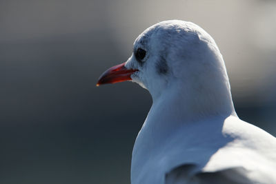 Close-up of seagull