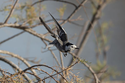 Bird flying over a tree appena decollato