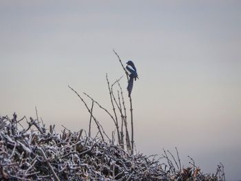 Bird perching on grass against clear sky