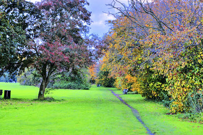 Trees in park