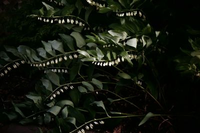 Plants growing in water
