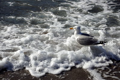 Seagull on a sea