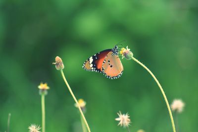 Close-up of butterfly on plant