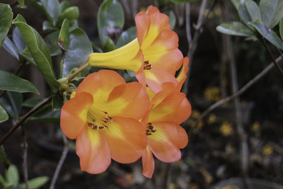 Close-up of yellow flowers blooming outdoors