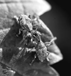 Close-up of insect on flower