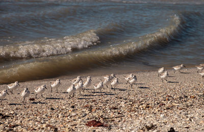 Cluster of black bellied plovers pluvialis squatarola birds on the white sands of clam pass 