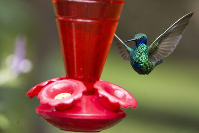 Close-up of bird flying