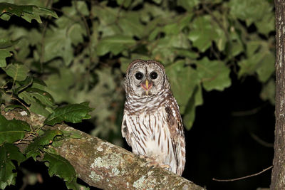 Close-up of owl on tree
