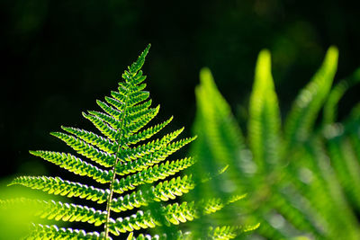 Close-up of fern leaves