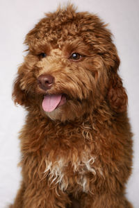 Close-up portrait of dog