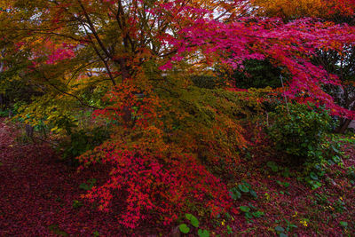 Scenic view of autumnal trees