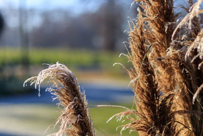 Close-up of grass