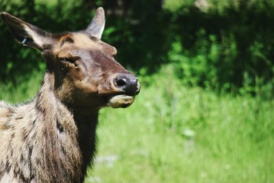 Close-up of deer