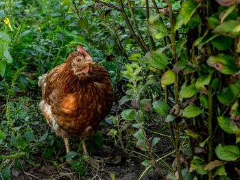 Chicken in the middle of many plants