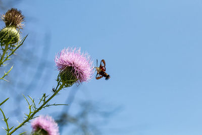 Close-up of bee on pink flower against sky