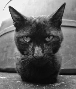 Close-up portrait of black cat