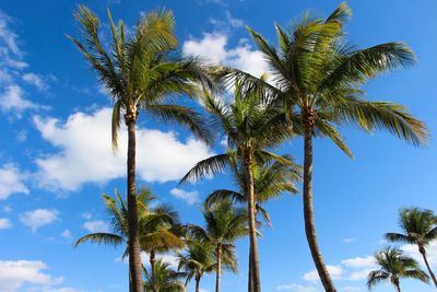Low angle view of palm trees growing against blue sky