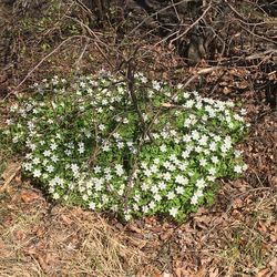 Plants growing on field