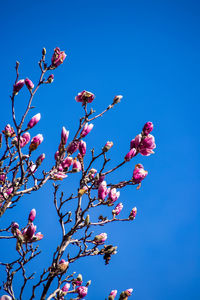 Low angle view of cherry blossom against blue sky