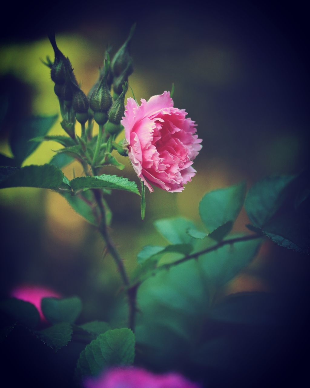 CLOSE-UP OF PINK ROSE FLOWER