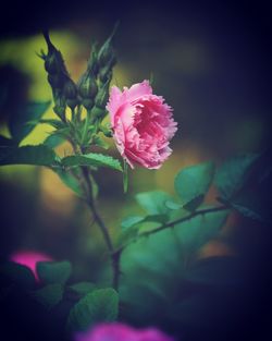 Close-up of pink flowering plant