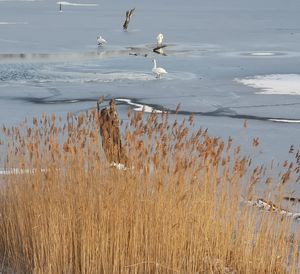 Birds flying over the lake