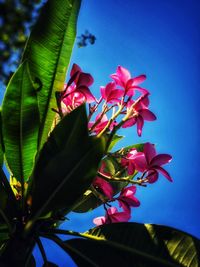 Close-up of pink flowering plant against blue sky