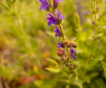 Close-up of insect pollinating on purple flower