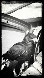 Close-up of bird perching on car