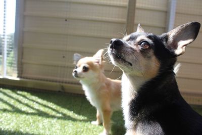 Close-up of a dog looking away