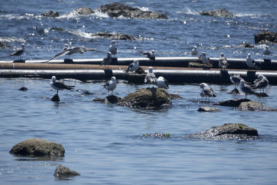 Birds perching on rocks in sea