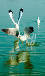 Seagulls flying over lake