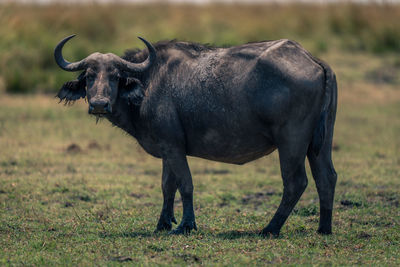 Buffalo standing on field