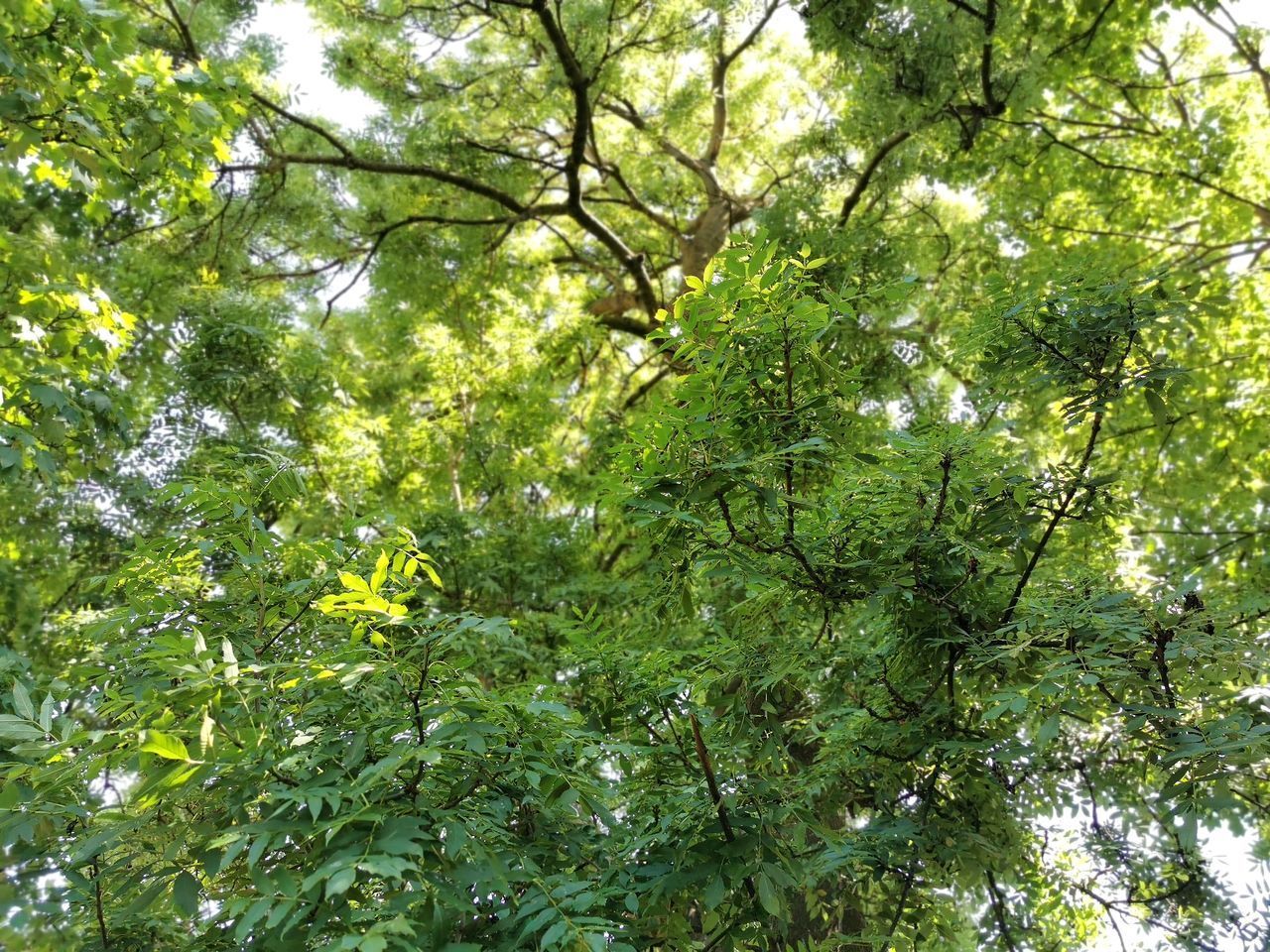 LOW ANGLE VIEW OF TREES