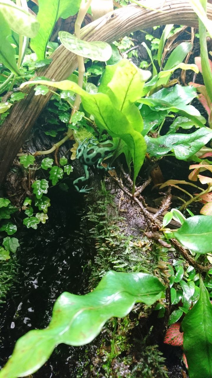 HIGH ANGLE VIEW OF PLANTS GROWING IN SUNLIGHT