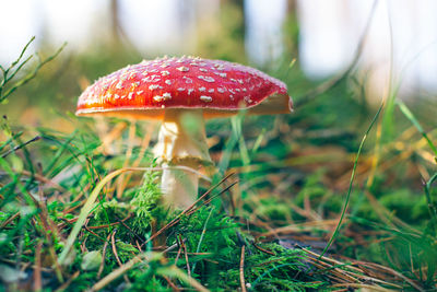 Close-up of fly agaric mushroom on field