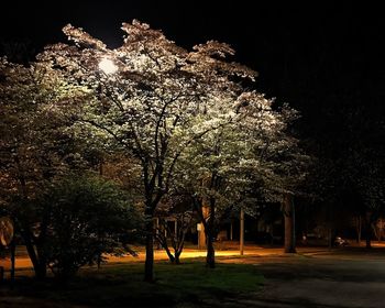 Illuminated trees against sky at night