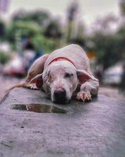 Close-up portrait of a dog