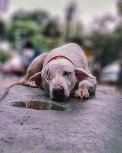 Close-up portrait of a dog