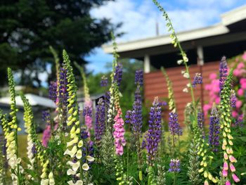 Purple flowering plants against building