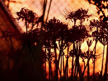 Close-up of silhouette plants against orange sky