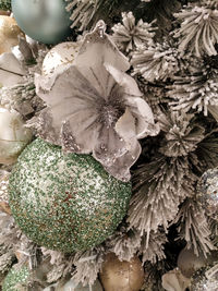 Full frame shot of white flowering plant