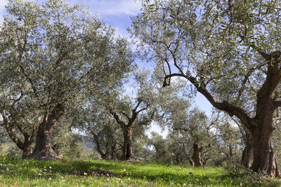 Scenic view of trees on field against sky