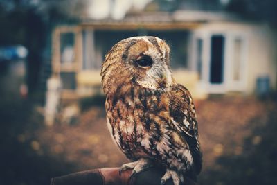 Close-up of owl perching outdoors