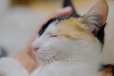 Close-up of cat