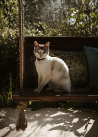 Cat sitting on plant against trees